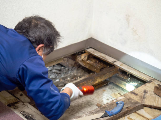 Best Certified Mold Removal  in Hallsville, MO