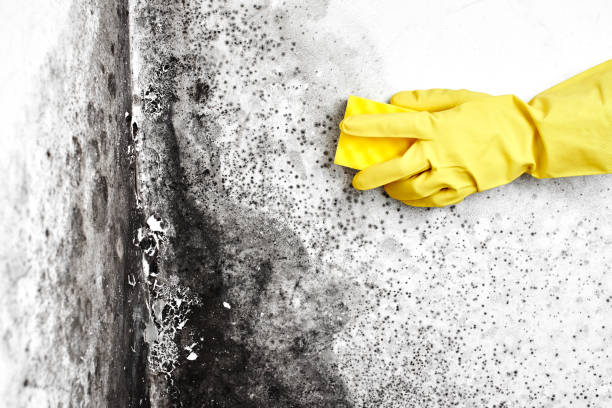 Best Professional Mold Removal  in Hallsville, MO