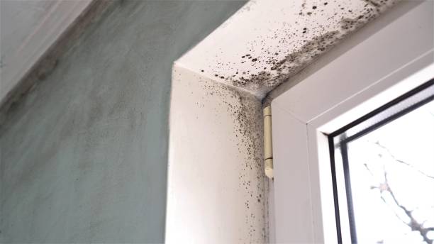 Best Mold Remediation Services  in Hallsville, MO