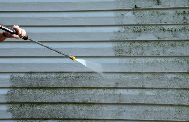 Best Mold Damage Repair  in Hallsville, MO
