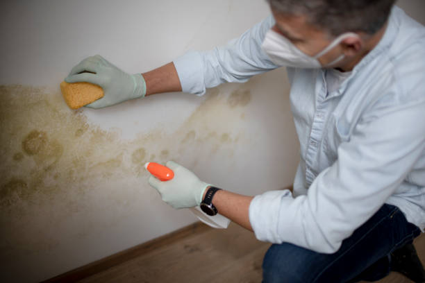 Best Mold Removal Company Near Me  in Hallsville, MO