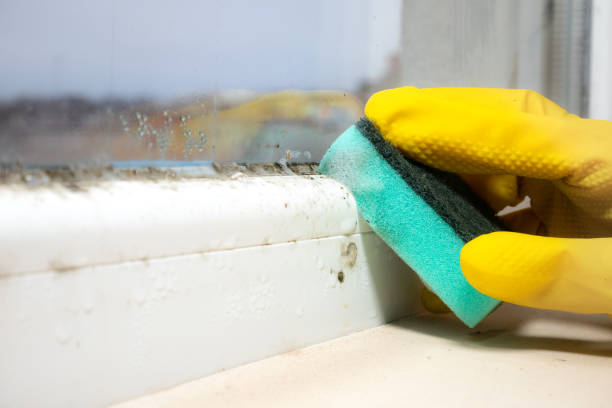 Best Toxic Mold Removal  in Hallsville, MO