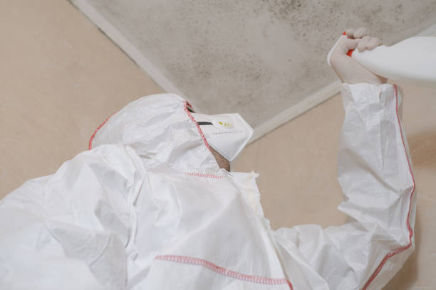 Home Mold Removal in Hallsville, MO