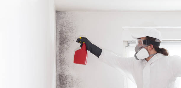 Best Crawl Space Mold Removal  in Hallsville, MO