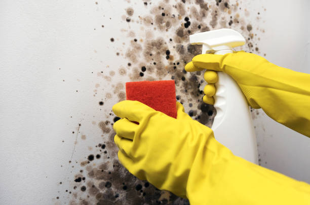 Hallsville, MO Mold Removal Company