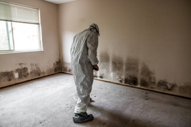 Best Certified Mold Removal  in Hallsville, MO