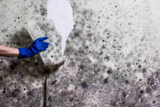 Best Best Mold Removal Companies  in Hallsville, MO