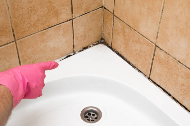  Hallsville, MO Mold Removal Pros